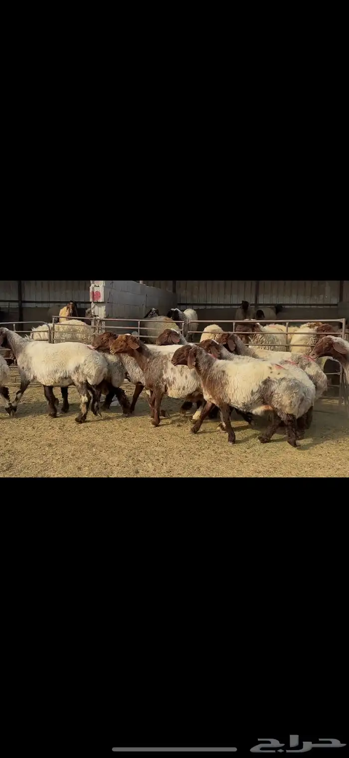 غنم نعيم خصم الخصم . 8