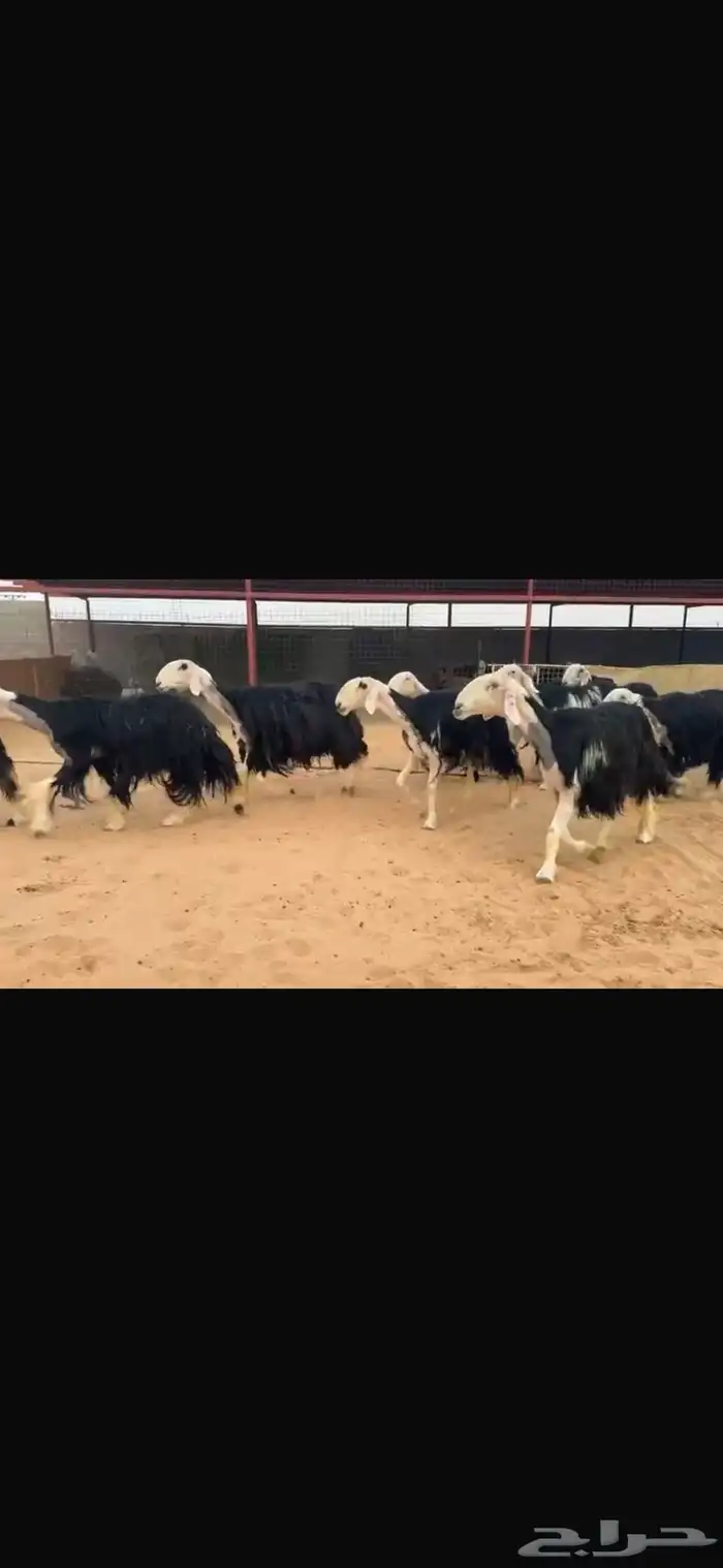 عرض نجد مواليد 11تحتها 11 2