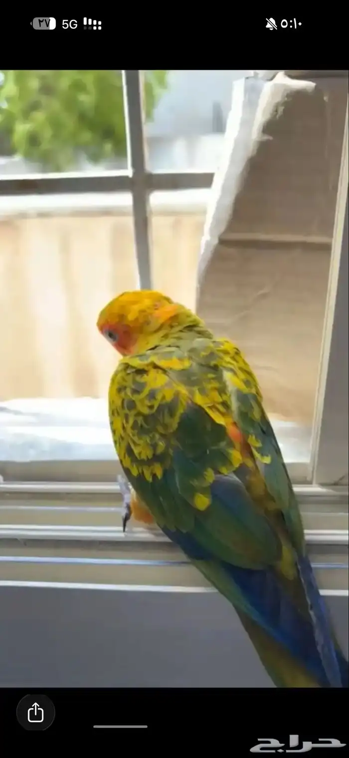 فرخ صن كنيور 2