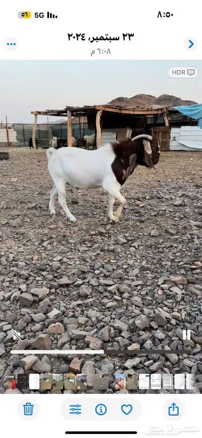 تيس بورقت index