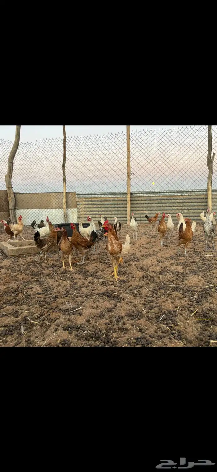 دجاج بشاير العمر من 4 الي خمس تقريبا 0