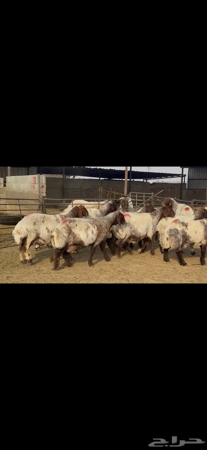 غنم نعيم خصم الخصم . 5