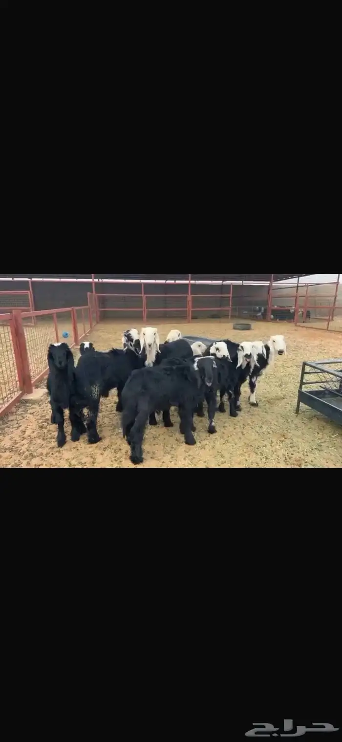 عرض نجد مواليد 11تحتها 11 5