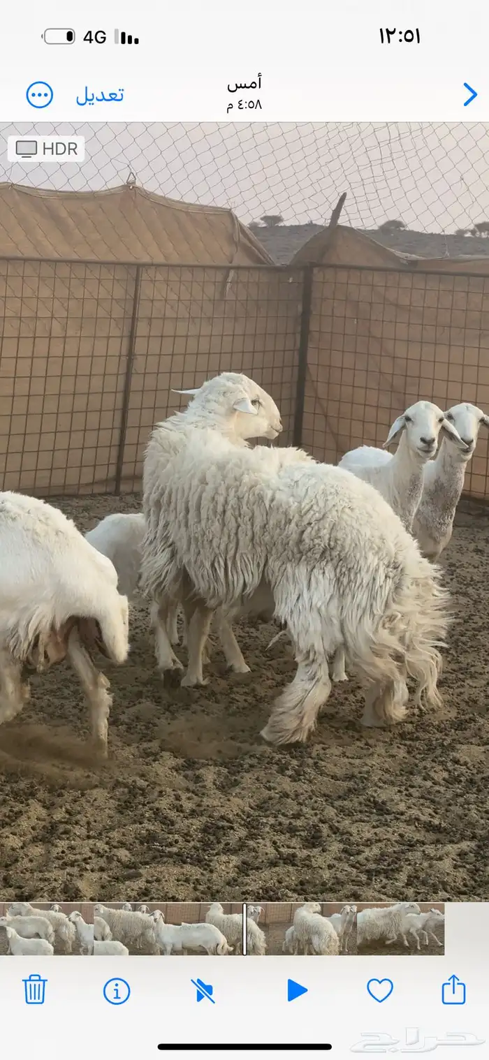 خروف فحل حري للبيع 0