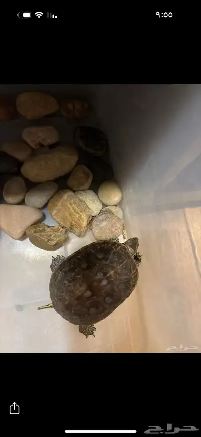 سلحفاة للتبني 0