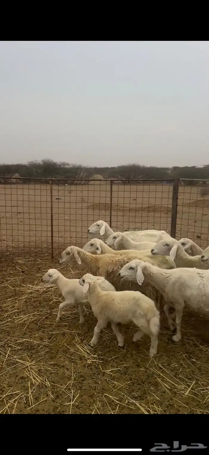 ضان ولد ودفيع ومضاريع 0