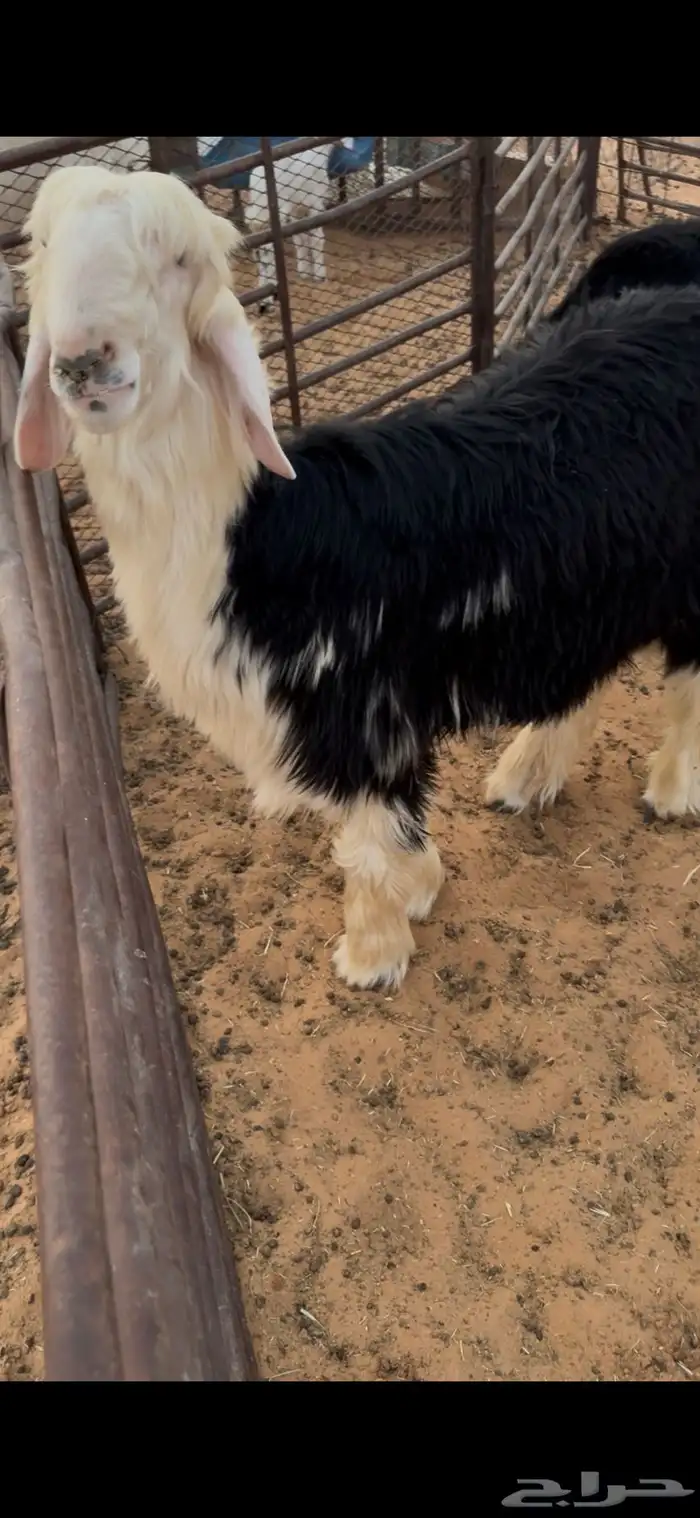 خروف نجدي مشروع فحل او ذبيحه فل الفل 2