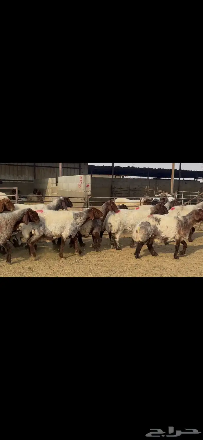 غنم نعيم خصم الخصم . 4