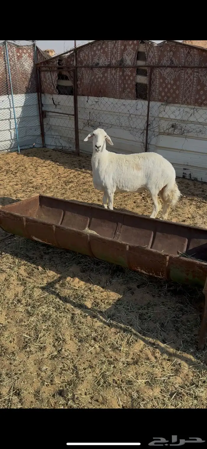 نعجه حرشاء وحايل 0