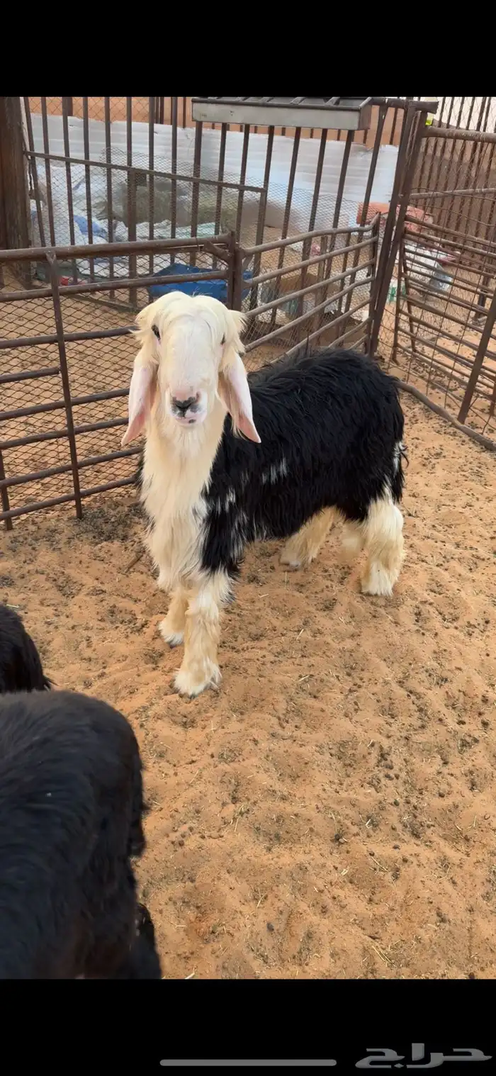 خروف نجدي مشروع فحل او ذبيحه فل الفل 0