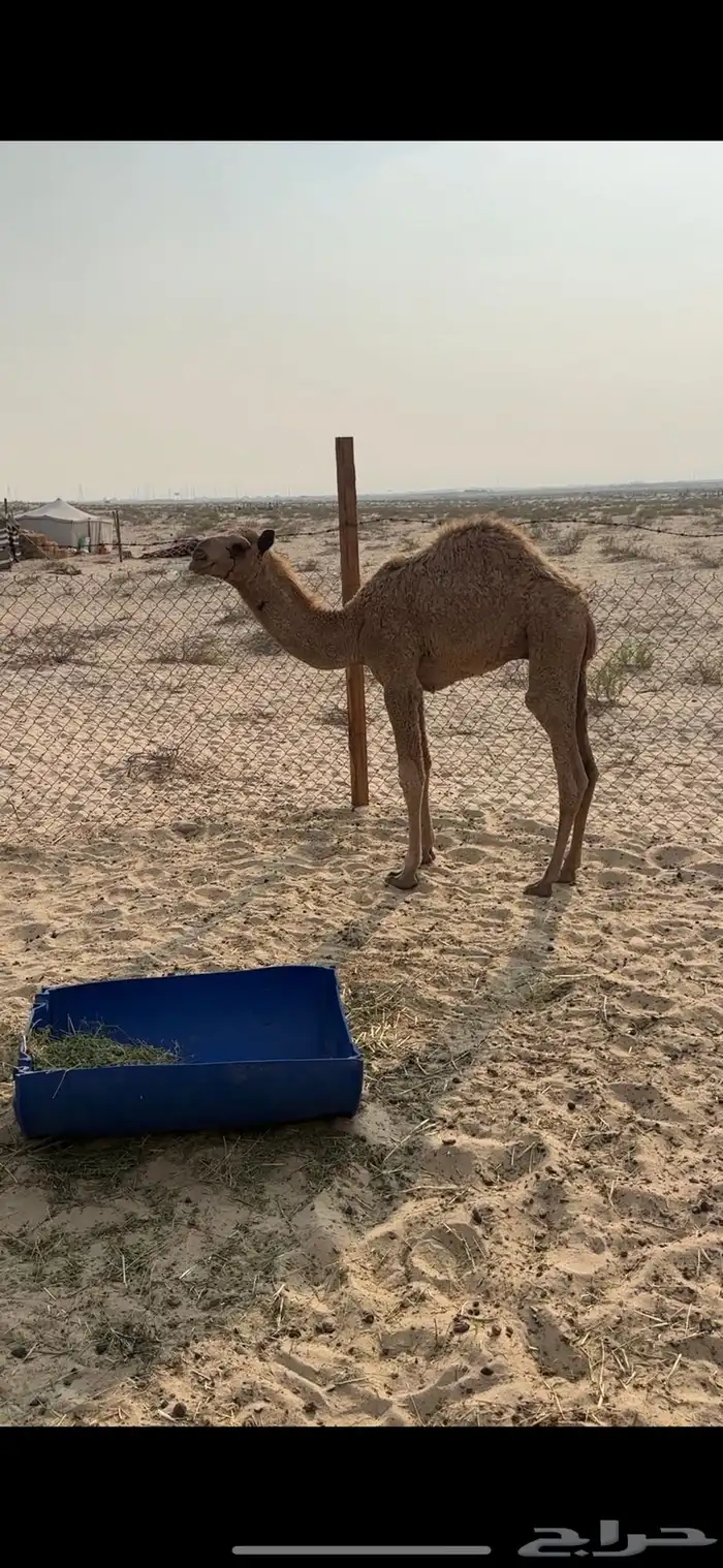 حاشي اشعل للبيع 0