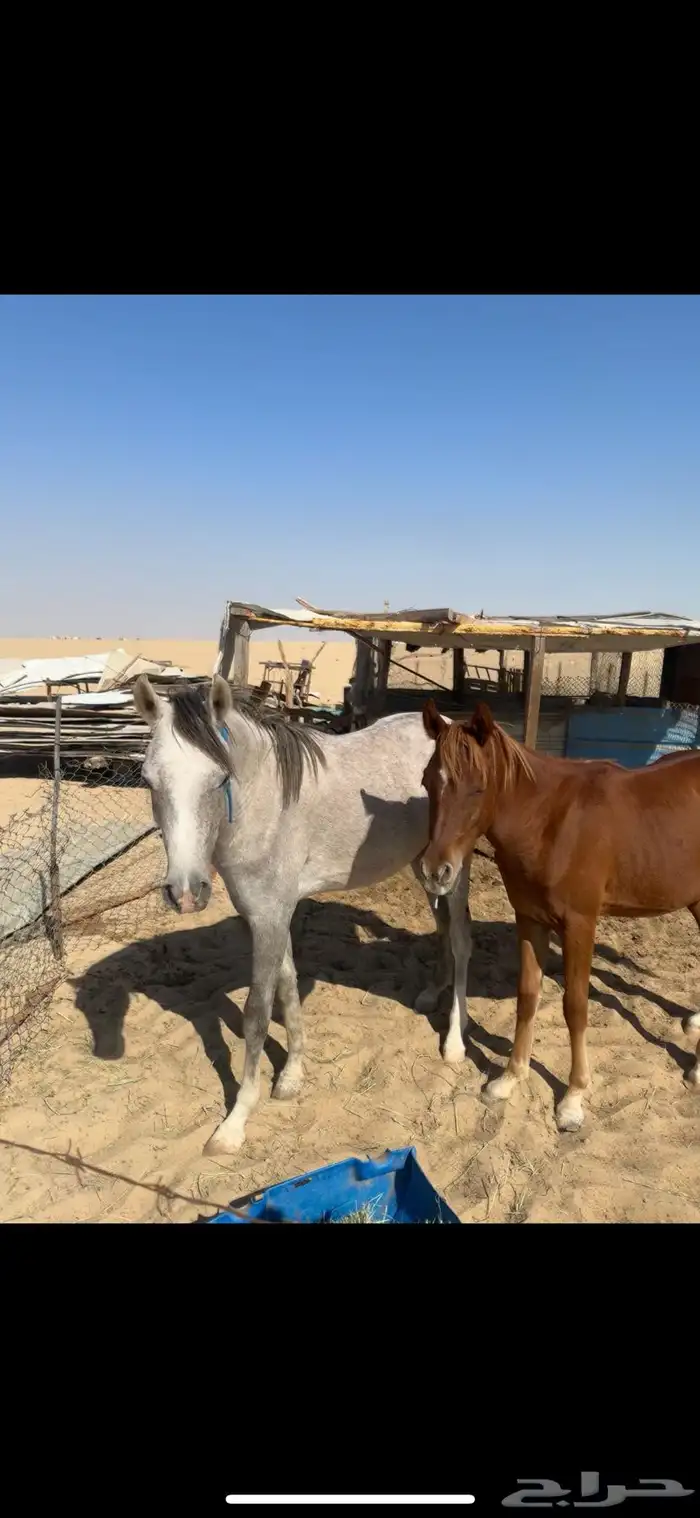 خيل عربي واهو 4