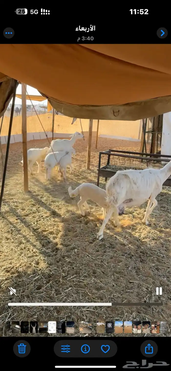 للبيع شاتين تحتها 4 0