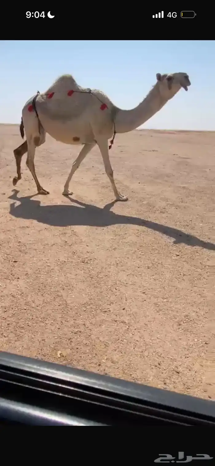 ناقة موطي للبيع 1