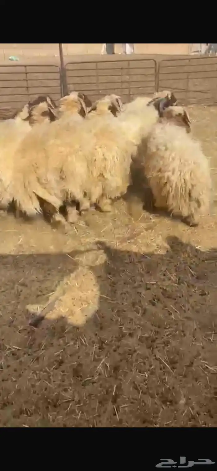 خرفان نعيم 0