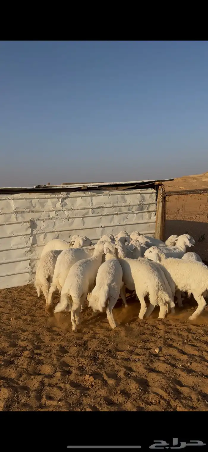 خرفان حريات بريه خاص للزوجات 0