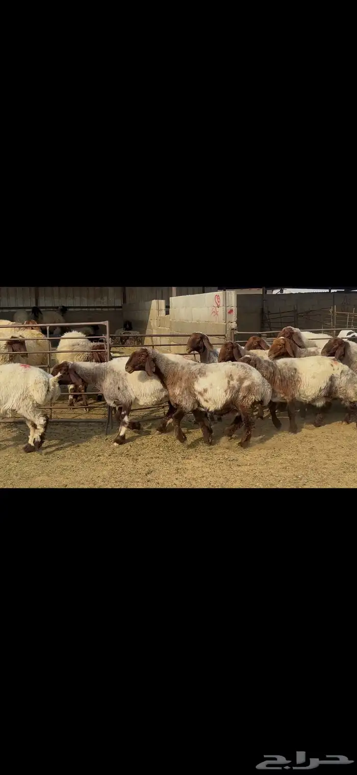 غنم نعيم خصم الخصم . 9