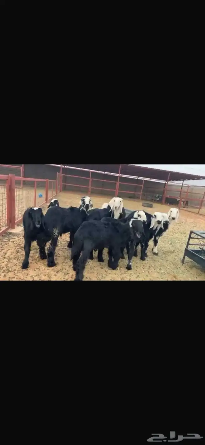 عرض نجد مواليد 11تحتها 11 6