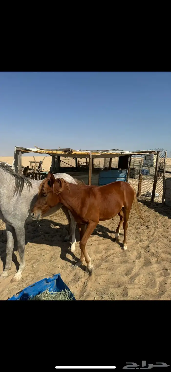 خيل عربي واهو 1