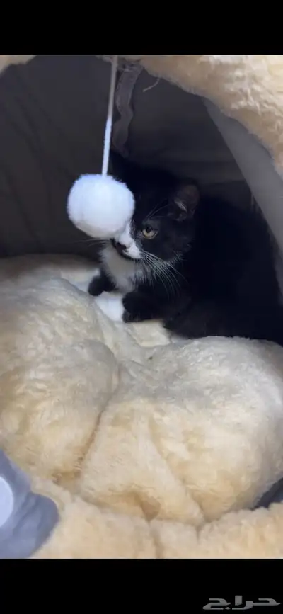 حيوانات قطط index