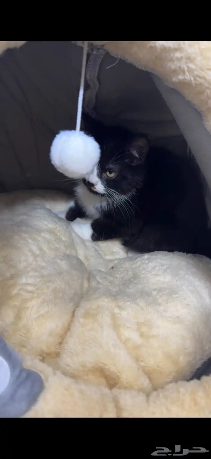 حيوانات قطط 1