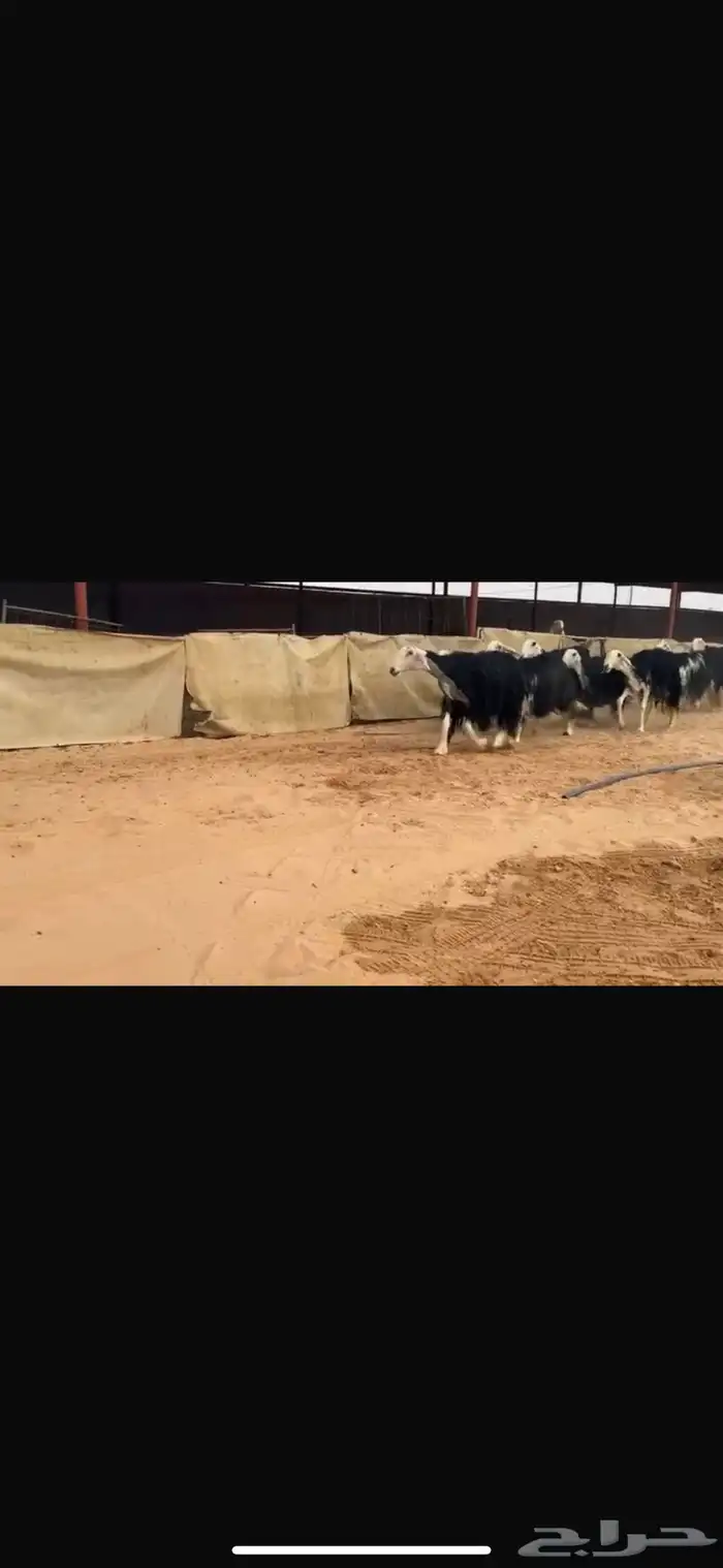 عرض نجد مواليد 11تحتها 11 4