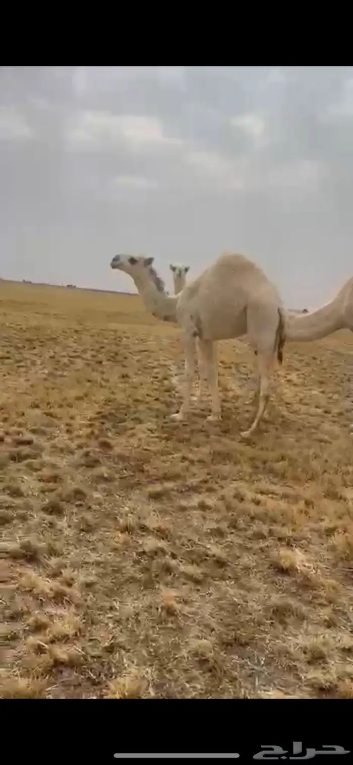 حاشي حوار عمره 7 شهور سمين ويرضع تحت امه 0