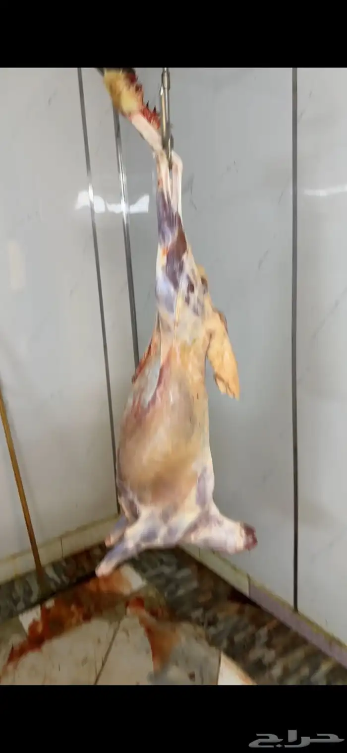 خرفان حري و سواكني ثلاجه - طبخ مندي كابلي 850 الى 1300 14