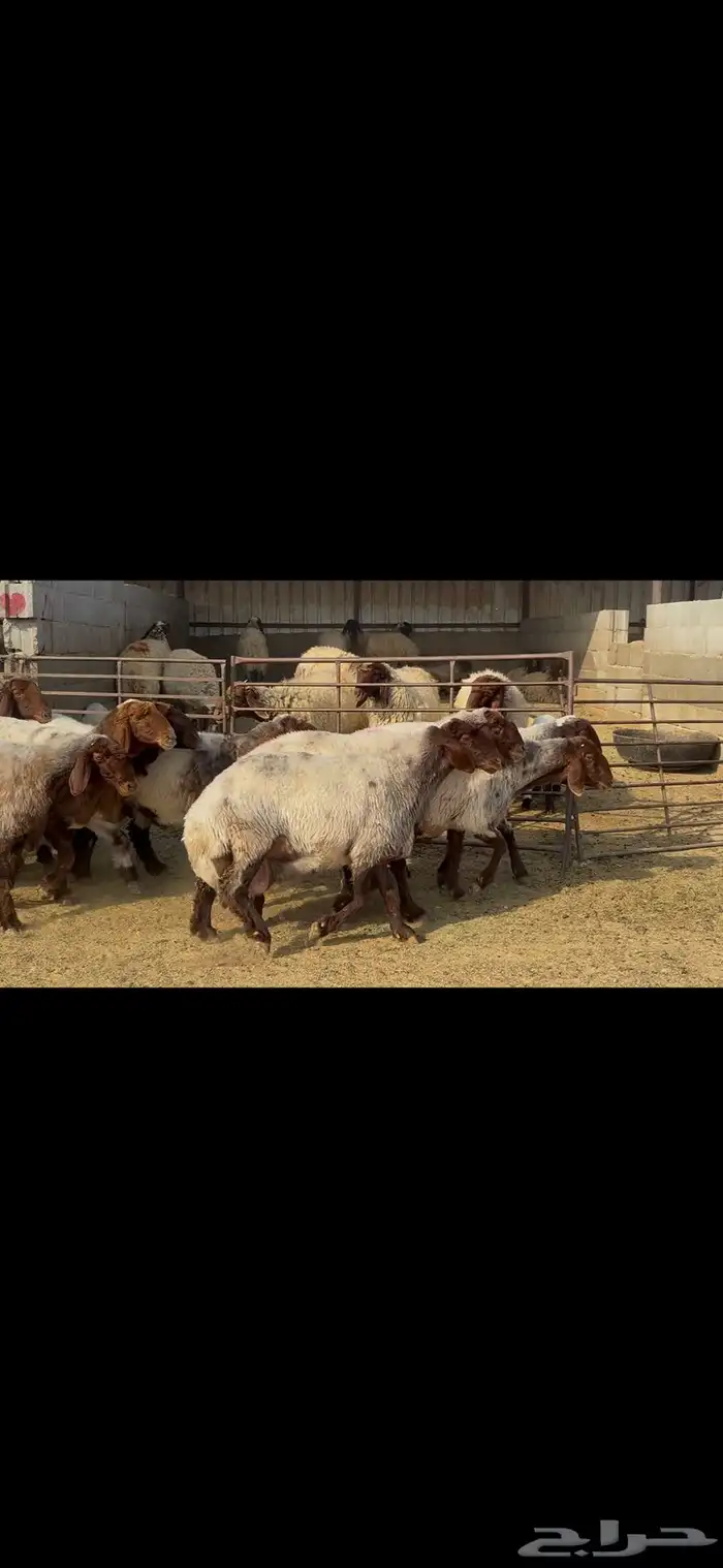 غنم نعيم خصم الخصم . 14