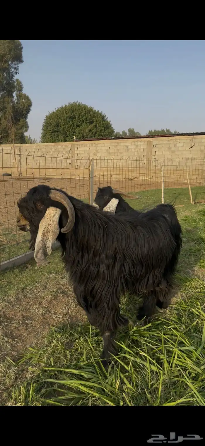 تيس عارضي وتيس حبشي صنف الصنف 0