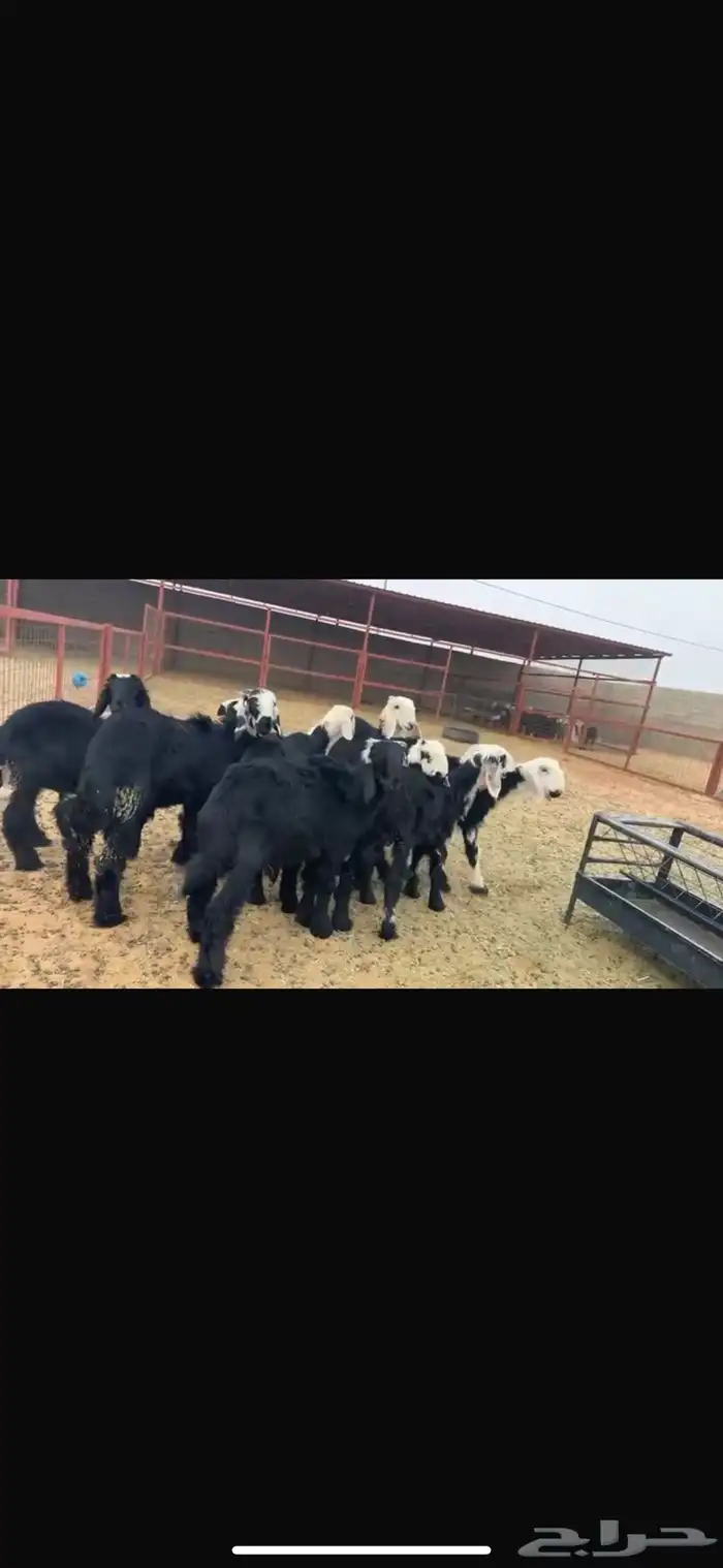 عرض نجد مواليد 11تحتها 11 7