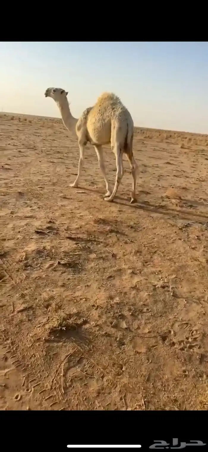 للبيع قعود رماني امه طيبه وابوه كفو ومنتج ومعروف 2