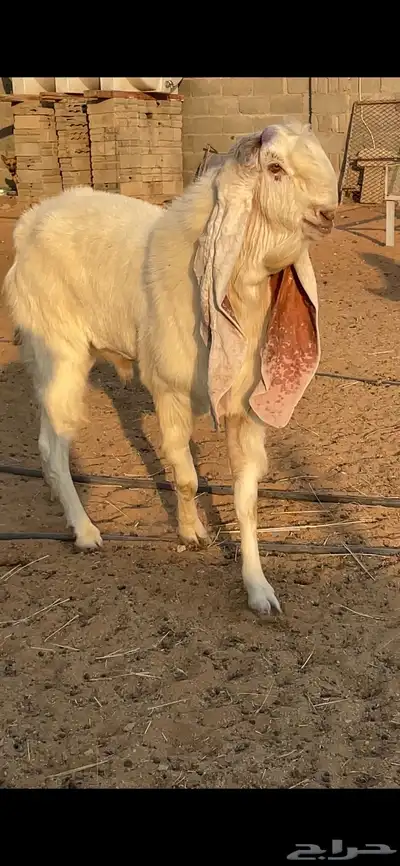 تيس هولندي index