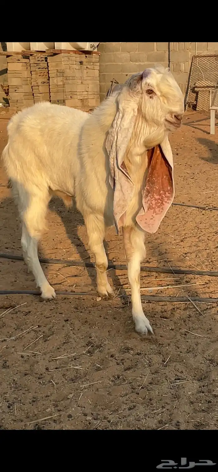 تيس هولندي 3