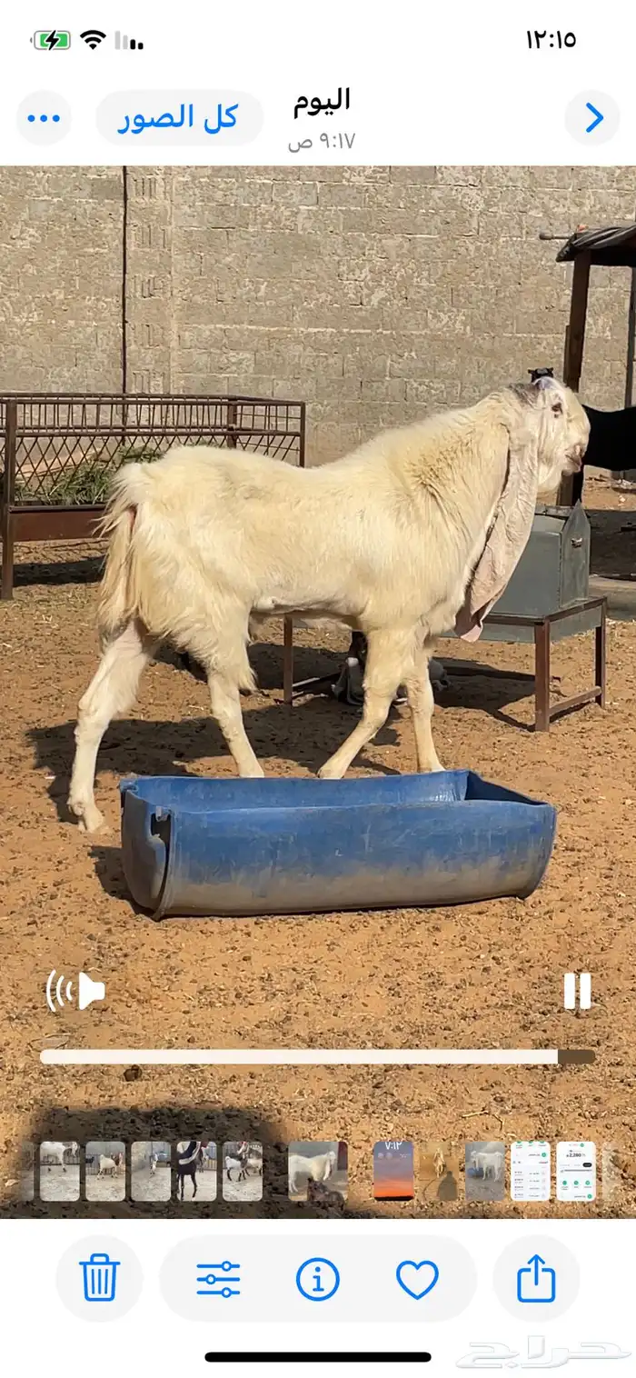 تيس هولندي 1