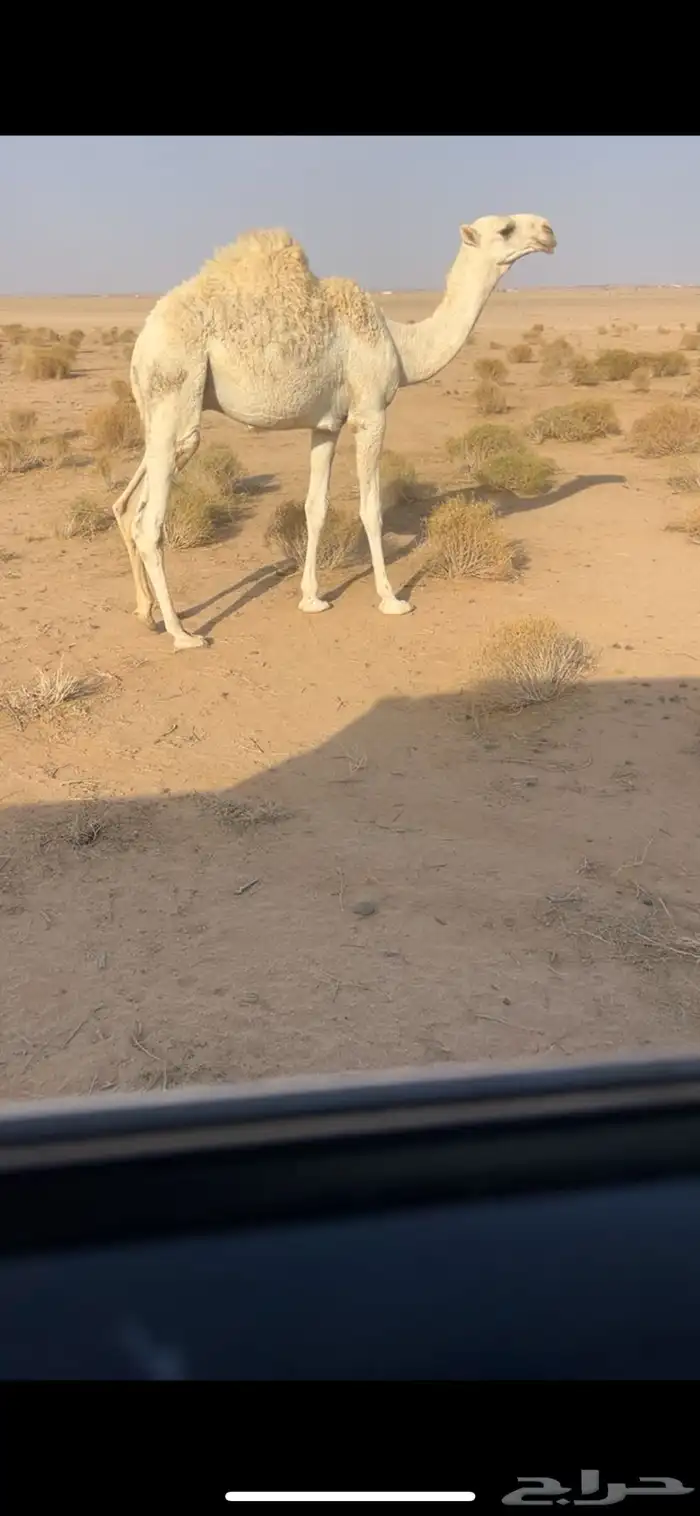 للبيع قعود رماني امه طيبه وابوه كفو ومنتج ومعروف 3