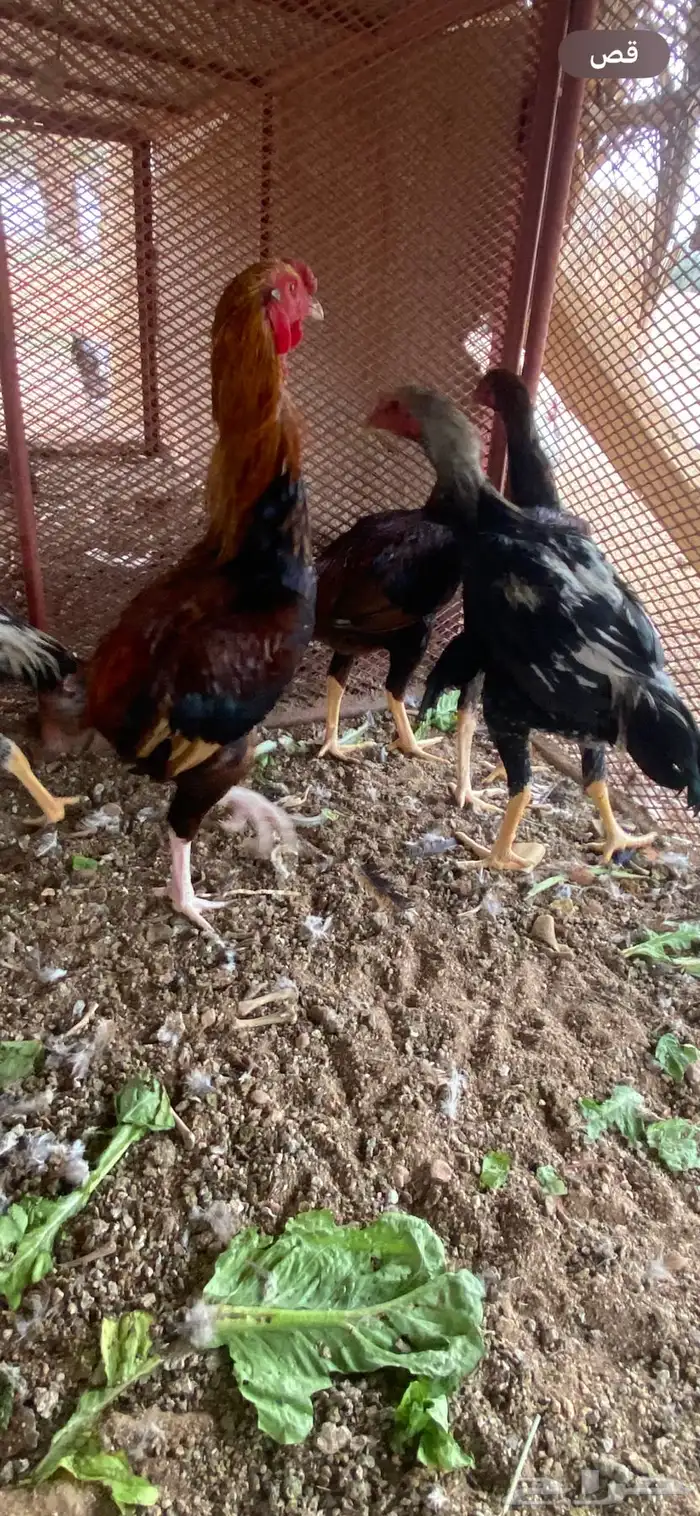 ديوك باكستاني 5