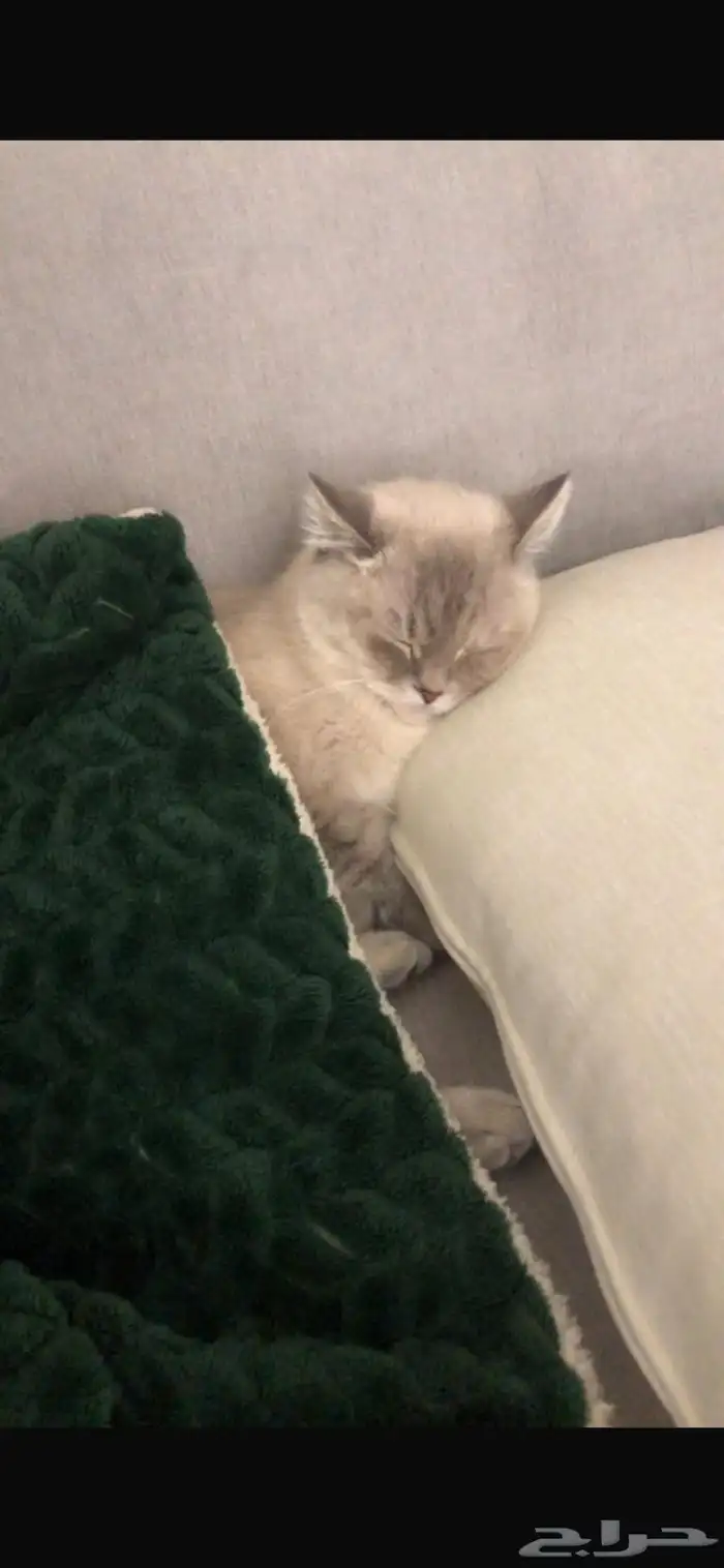 قطه هملايا شيرازي تبني ( بشرط خوف الله فيها وعدم تعقيمها) 3