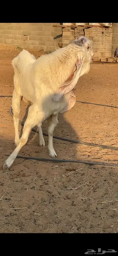 تيس هولندي index