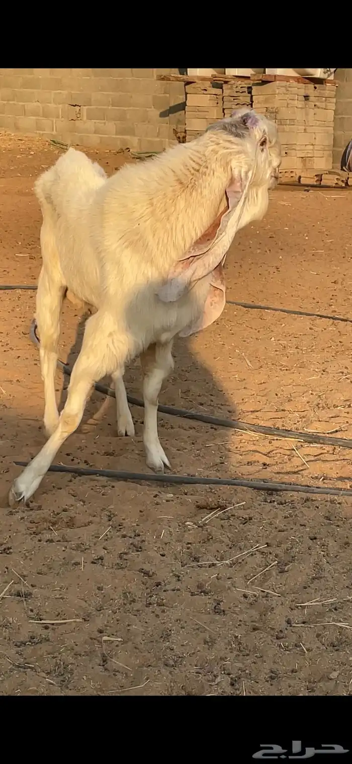 تيس هولندي 4