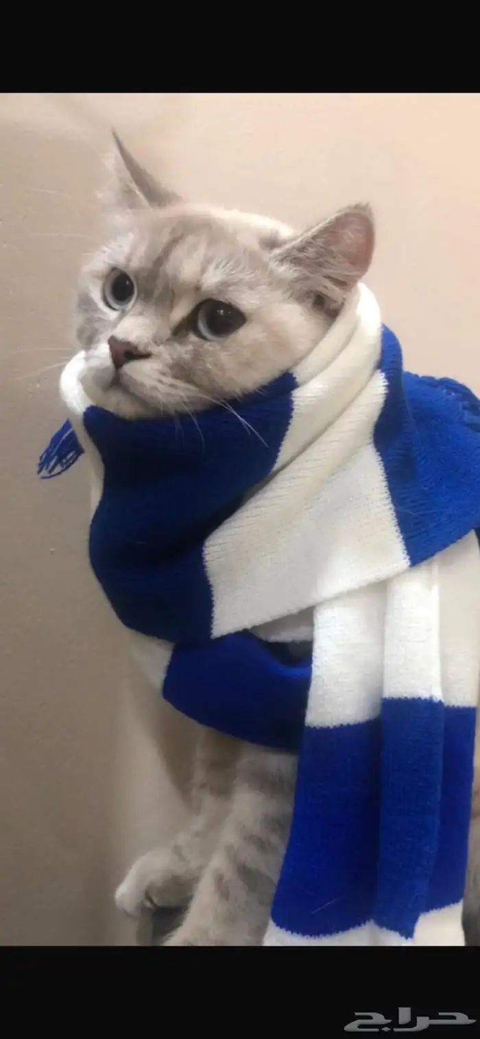 قطه هملايا شيرازي تبني ( بشرط خوف الله فيها وعدم تعقيمها) 1