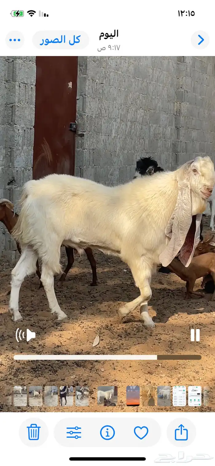 تيس هولندي 0