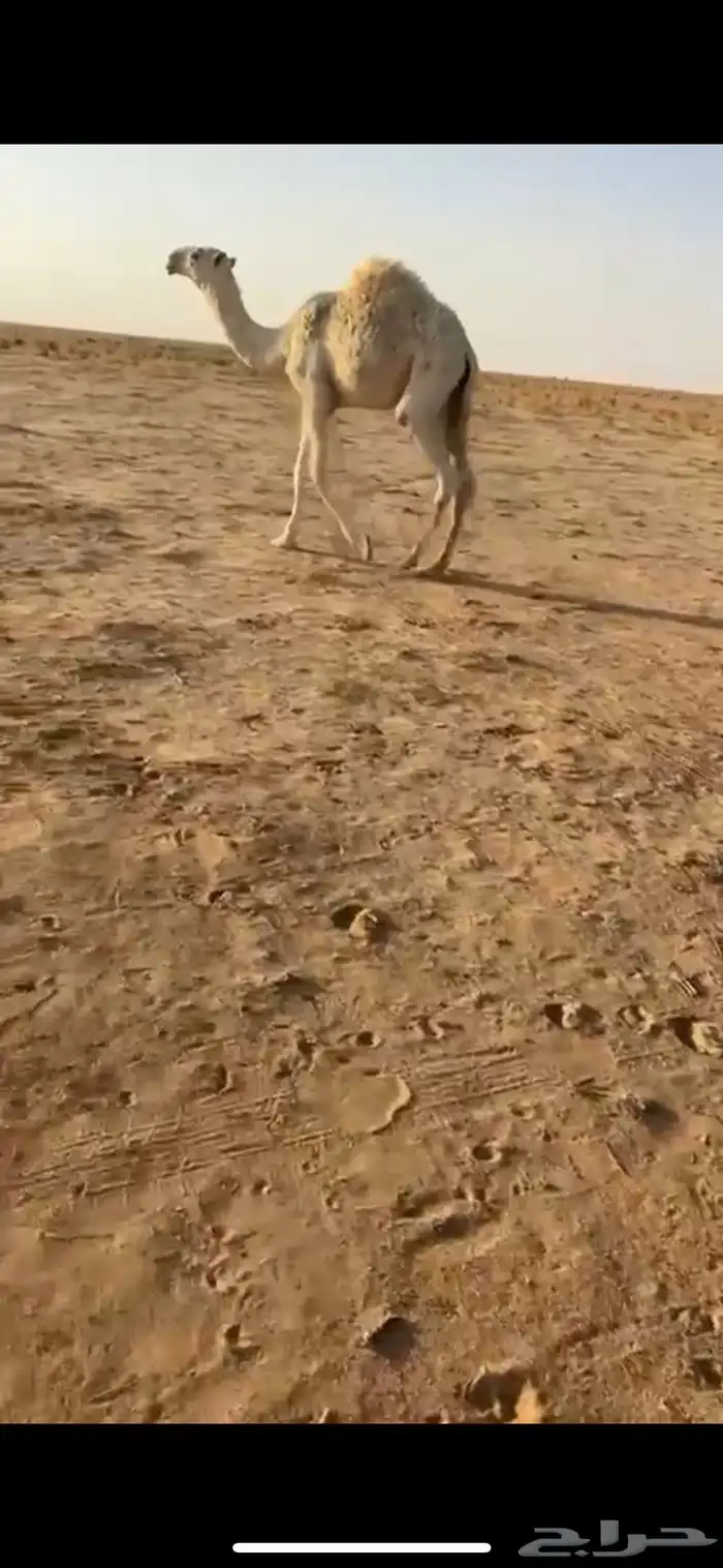 للبيع قعود رماني امه طيبه وابوه كفو ومنتج ومعروف 1