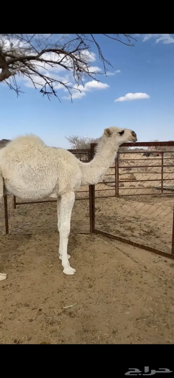 خلفة للبيع 1