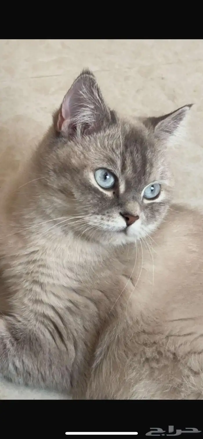 قطه هملايا شيرازي تبني ( بشرط خوف الله فيها وعدم تعقيمها) 2
