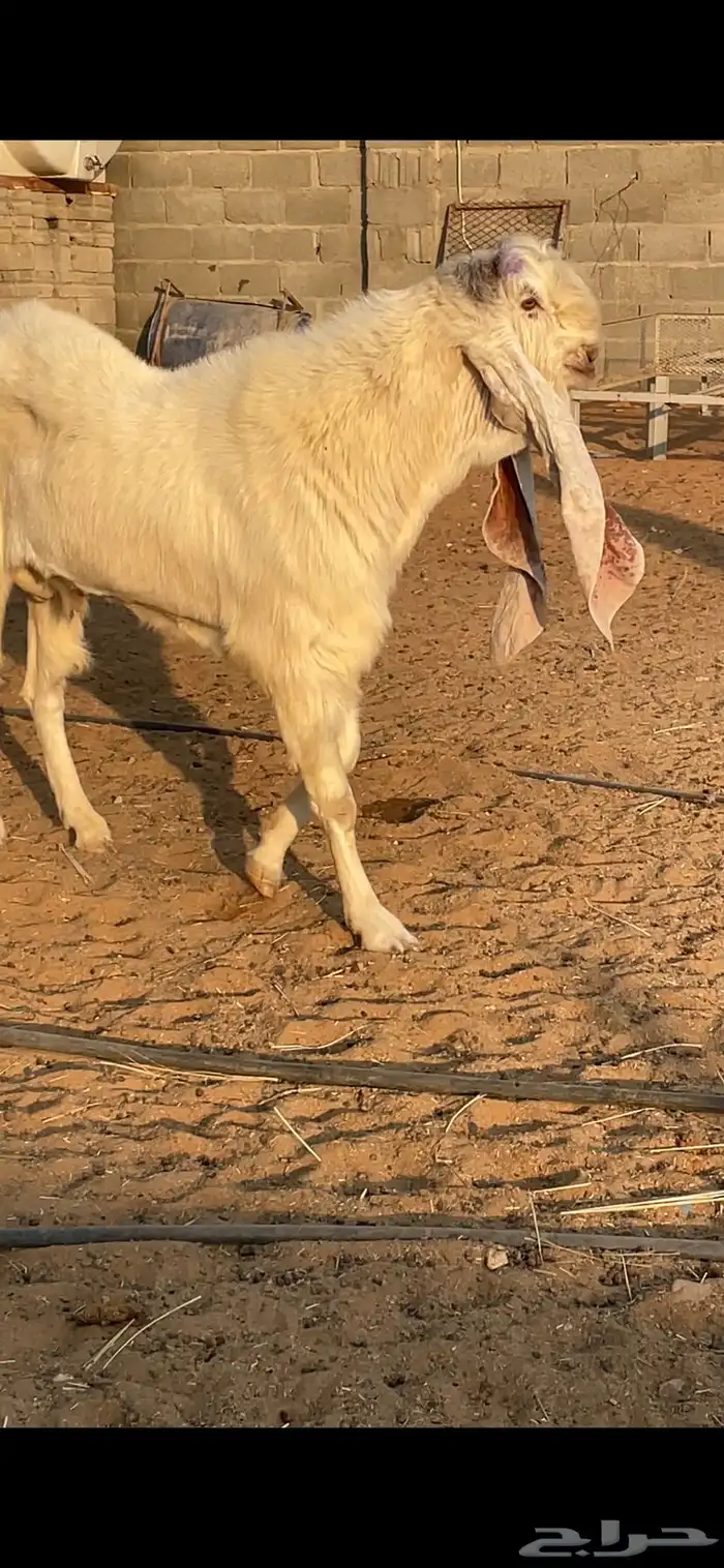 تيس هولندي 5