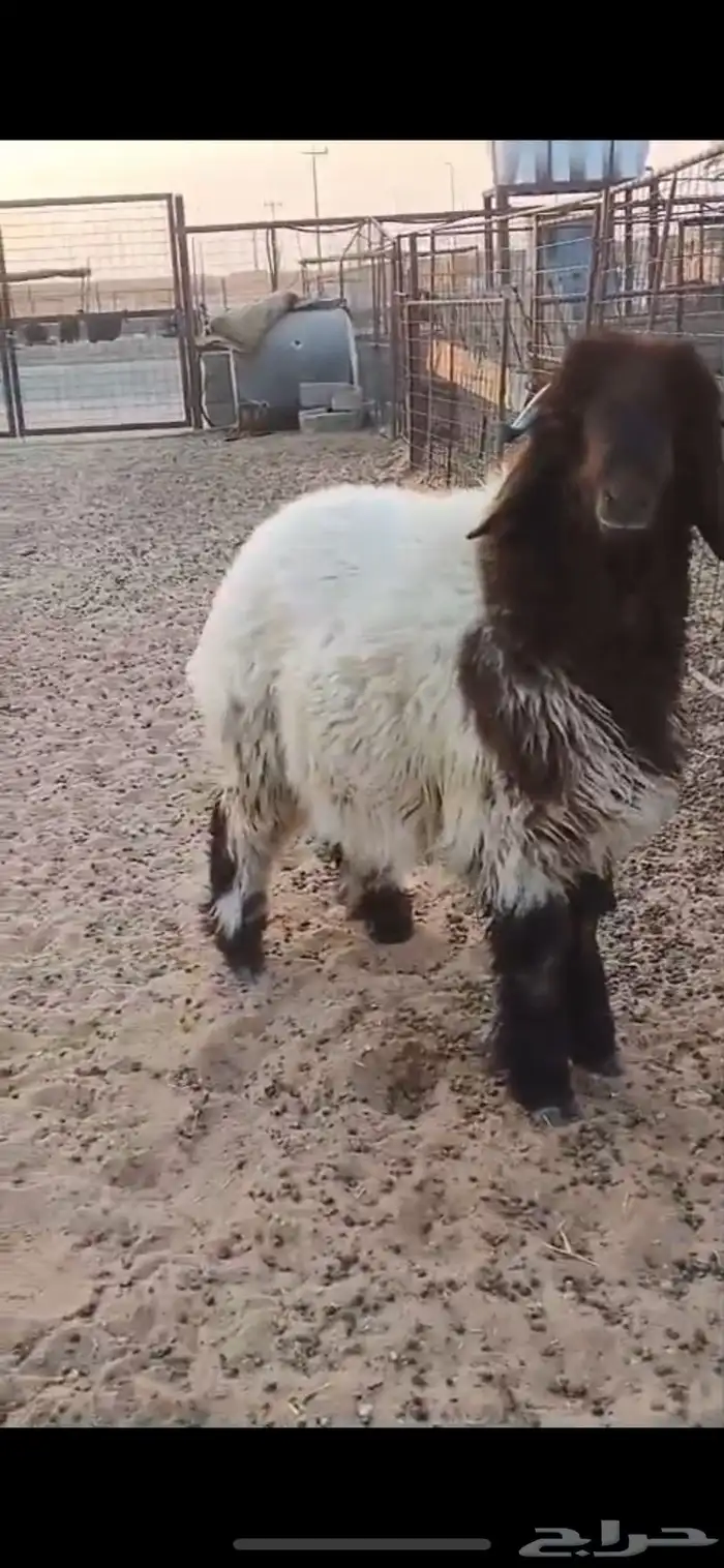 خروف نعيمي معرف وتعريفه موجود 1
