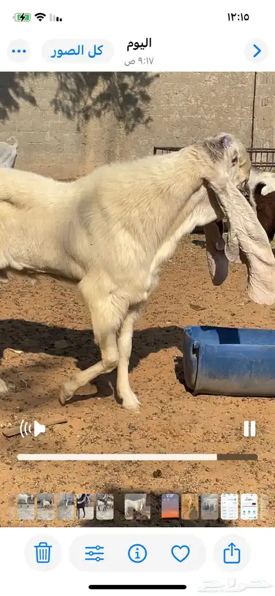 تيس هولندي index