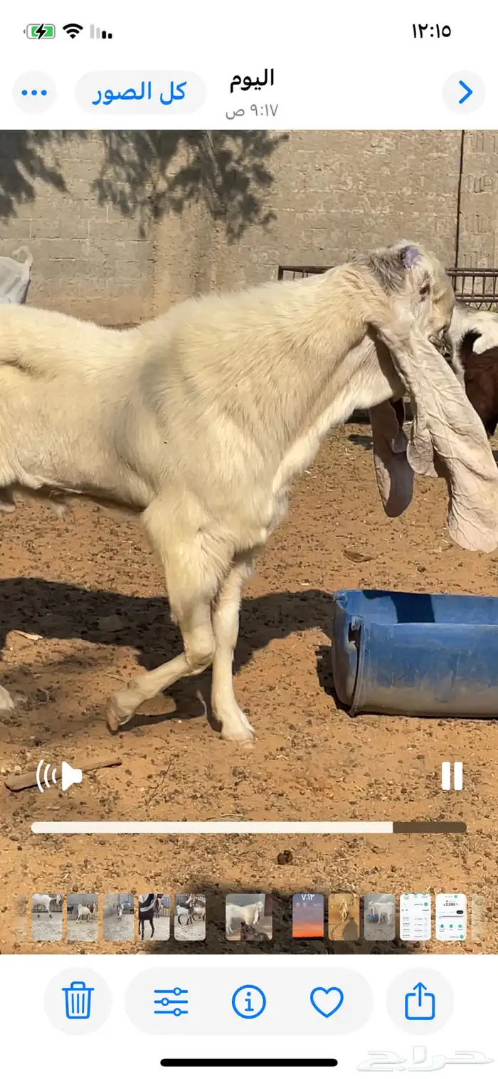 تيس هولندي 2