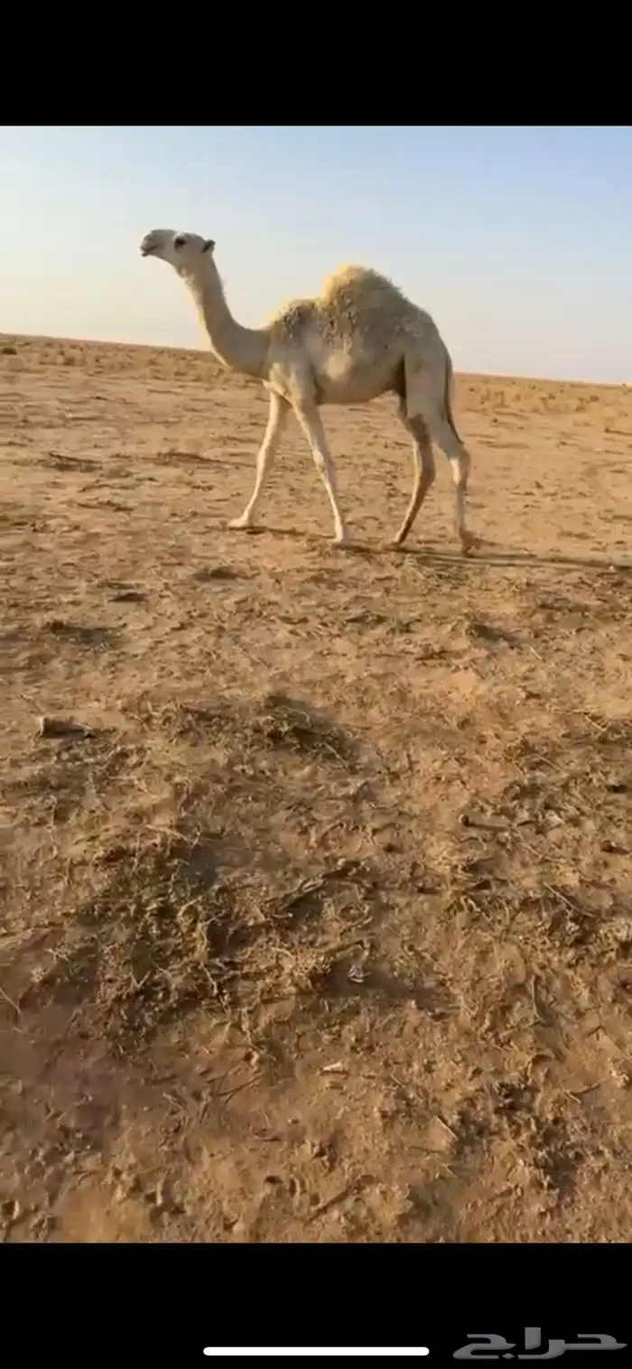 للبيع قعود رماني امه طيبه وابوه كفو ومنتج ومعروف 0